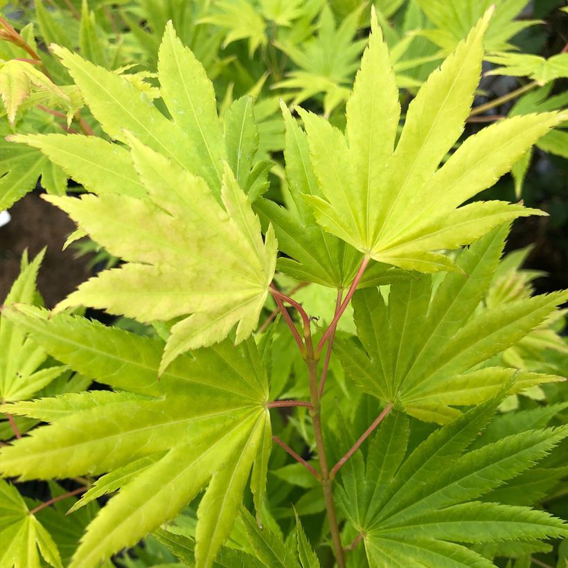 Acer palmatum Summer Gold - Acero giapponese (Foliage)