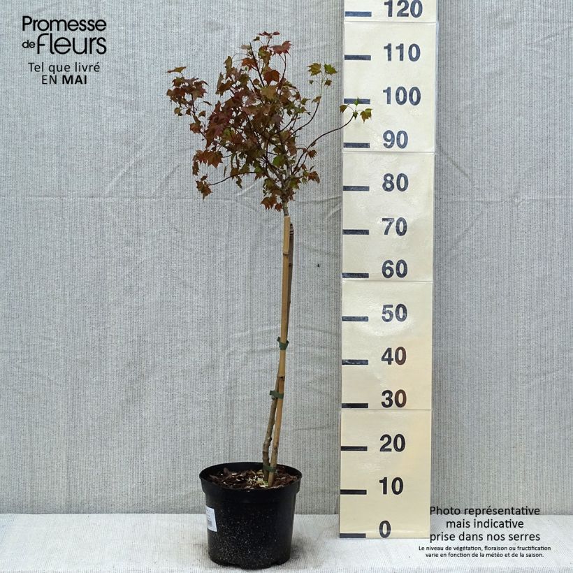 Example of Acer Ample Surprise Vaso da 7,5L/10L, Vaso impalcato as you get in printemps