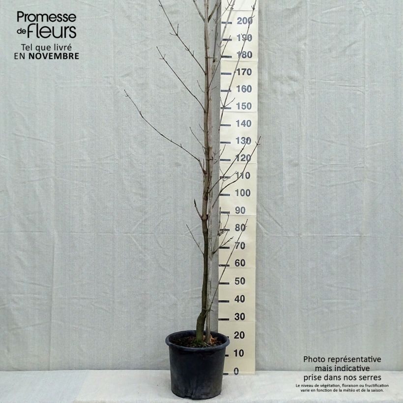 Esemplare di Acer platanoides Drummondii - Acero riccio Vaso da 12L/15L, Astone alto come consegnato in autunno