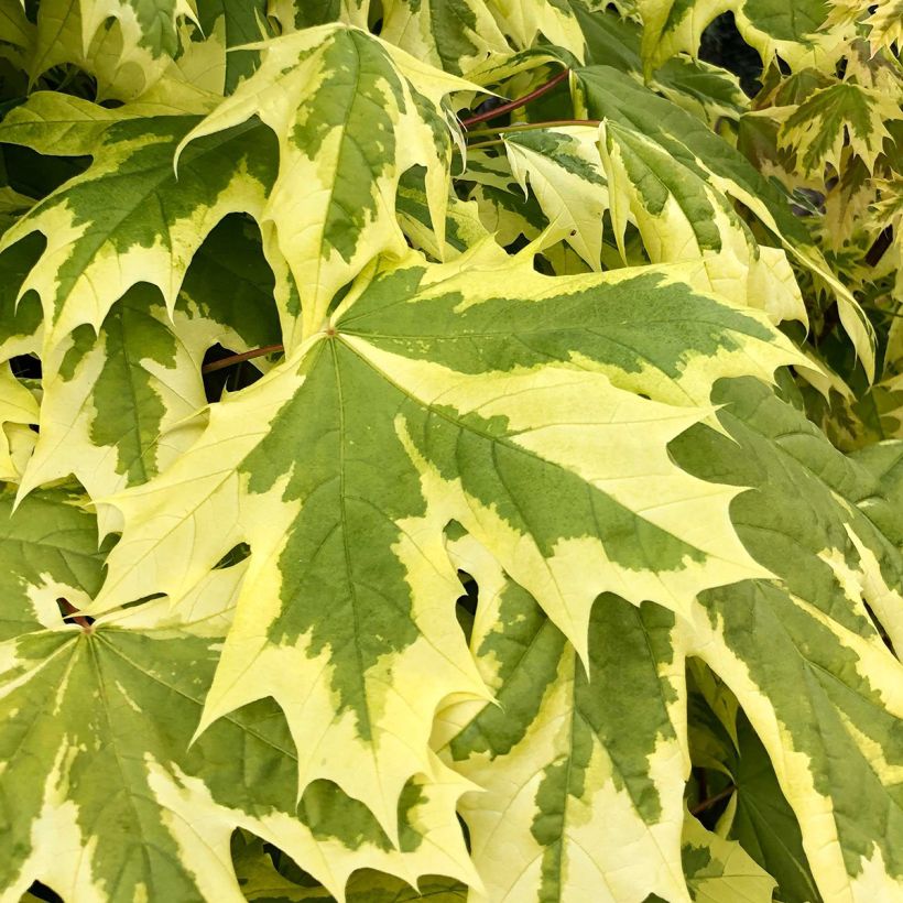 Acer platanoides Drummondii - Acero riccio (Foliage)