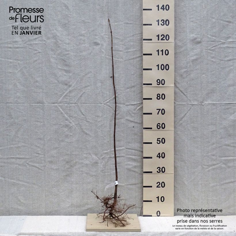 Acer pseudoplatanus - Acero di monte Piante piccole a radice nuda esemplare consegnato in inverno