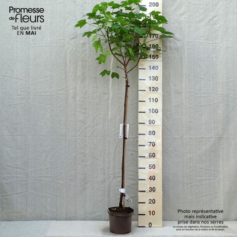 Acer pseudoplatanus Brilliantissimum Vaso da 4L/5L esemplare consegnato in primavera