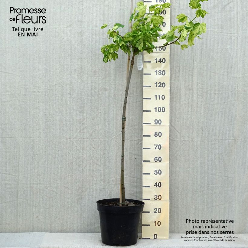 Acer pseudoplatanus Leopoldii Vaso da 20L/25L, Vaso impalcato esemplare consegnato in primavera