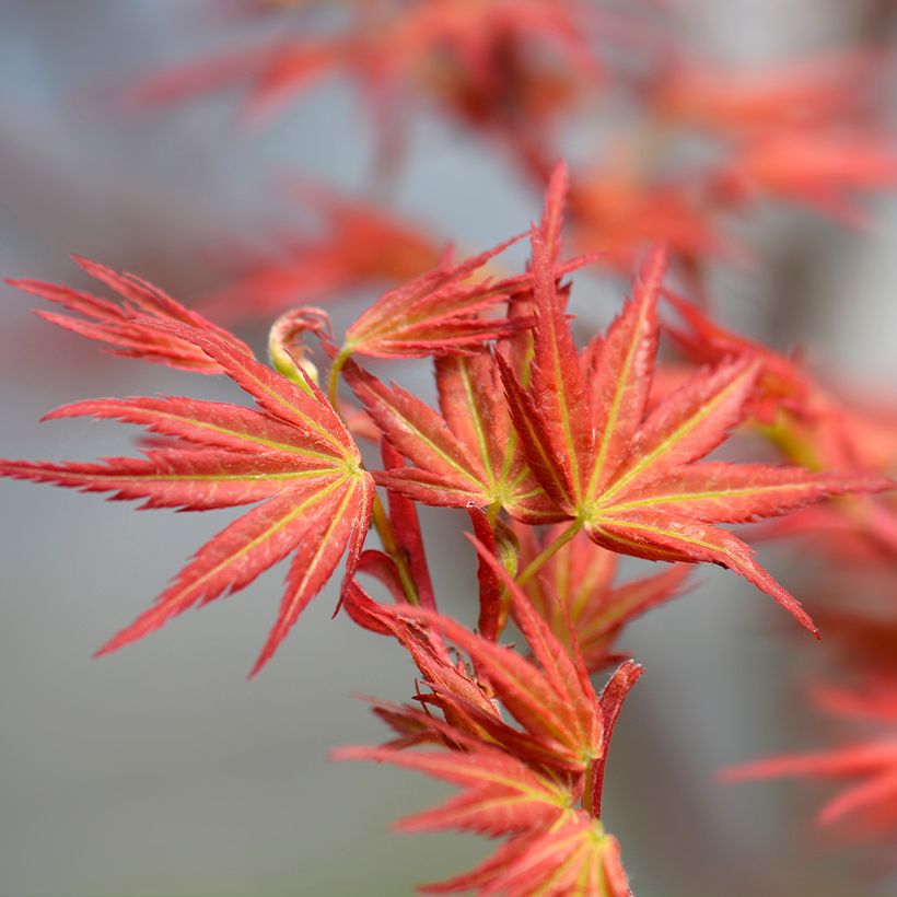 Acer palmatum Wilson's Pink Dwarf - Acero giapponese (Fogliame)