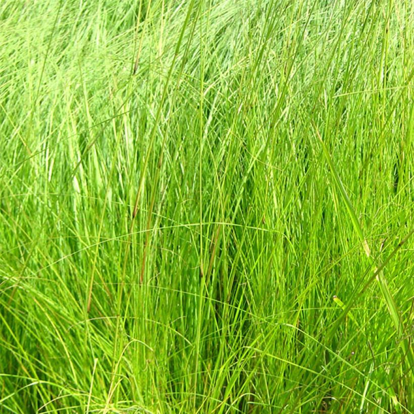 Eragrostis curvula - Panicella ricurva (Foliage)