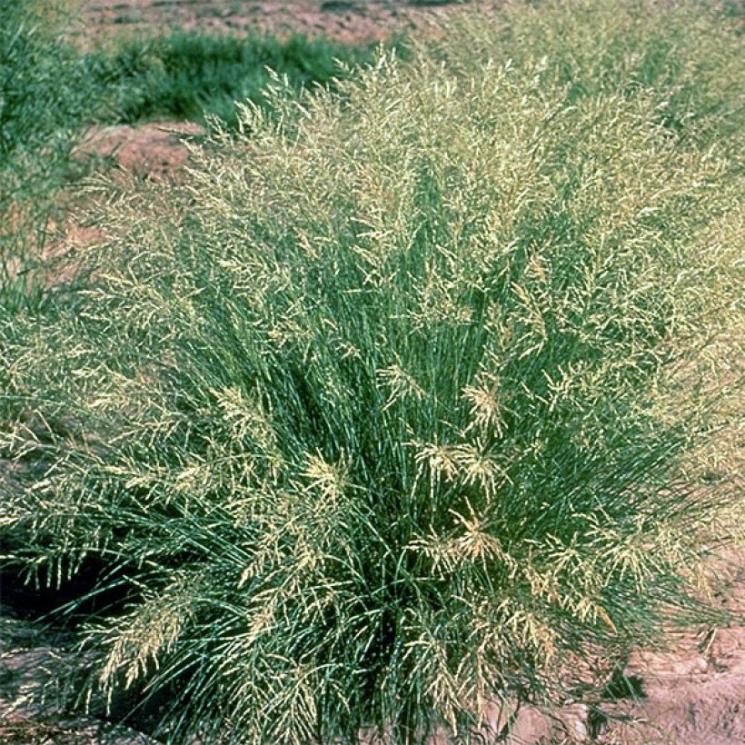 Eragrostis curvula - Panicella ricurva (Plant habit)