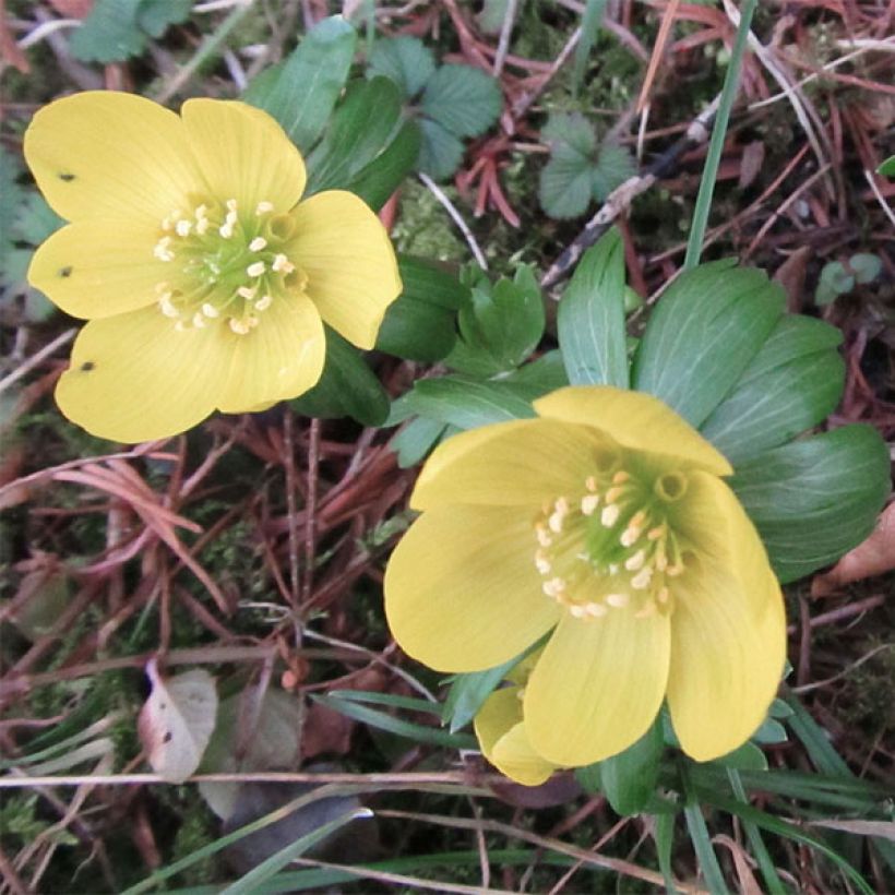 Eranthis hyemalis Schwefelglanz - Piè di gallo (Fioritura)