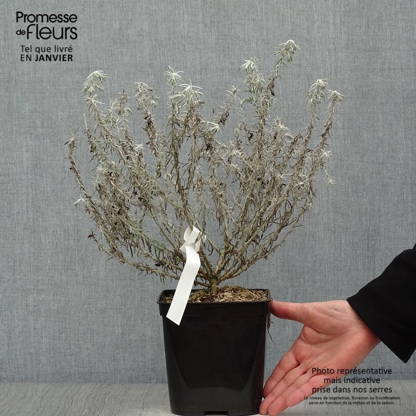 Example of Eremophila caerulea nivea Beryl's Blue Vaso da 3L/4L as you get in hiver