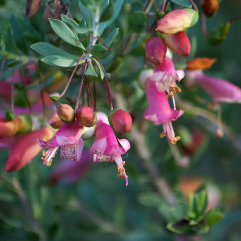 Eremophila maculata (Fioritura)