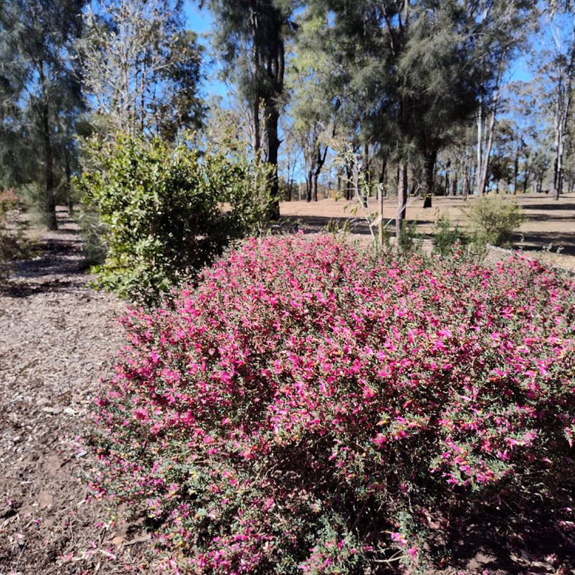 Eremophila maculata (Porto)