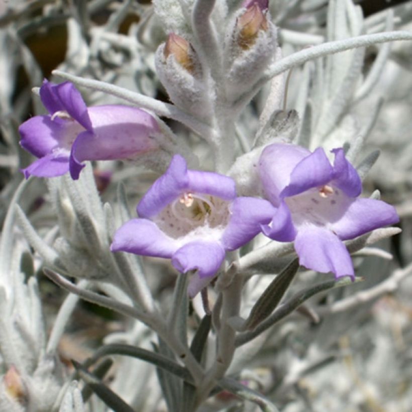 Eremophila nivea (Flowering)