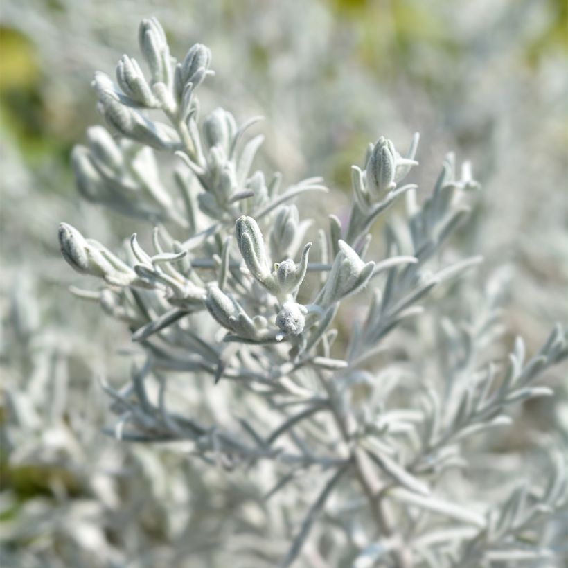 Eremophila nivea (Foliage)