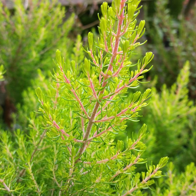 Erica arborea Estrella Gold (Fogliame)