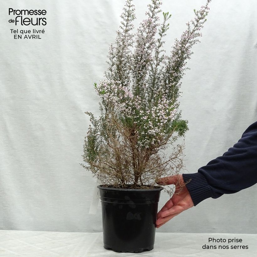 Example of Erica canaliculata Vaso da 4L/5L as you get in printemps
