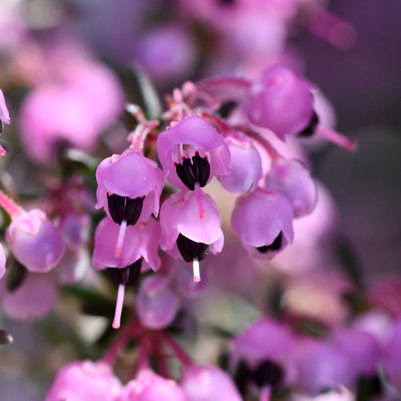 Erica canaliculata (Flowering)