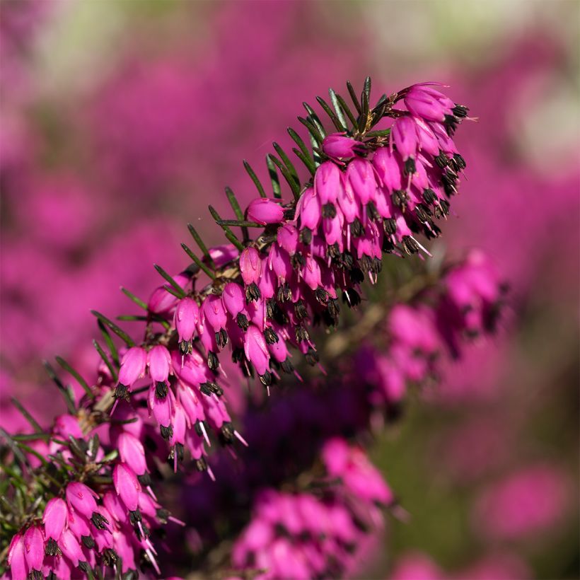 Erica carnea Myreton Ruby (Flowering)