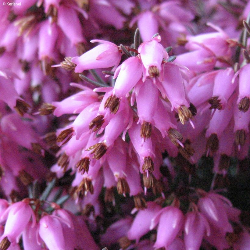 Erica carnea Rosalie (Flowering)