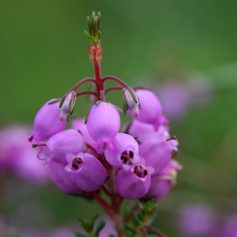 Erica cinerea (Flowering)