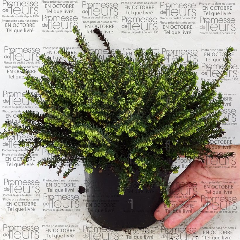 Esempio di esemplare Erica darleyensis Darley Dale - Bruyère d'hiver Pot de 2L/3L come consegnato
