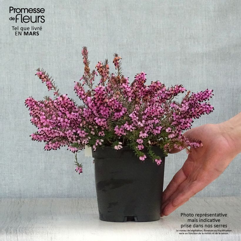 Example of Erica darleyensis Tyann Vaso da 2L/3L as you get in printemps