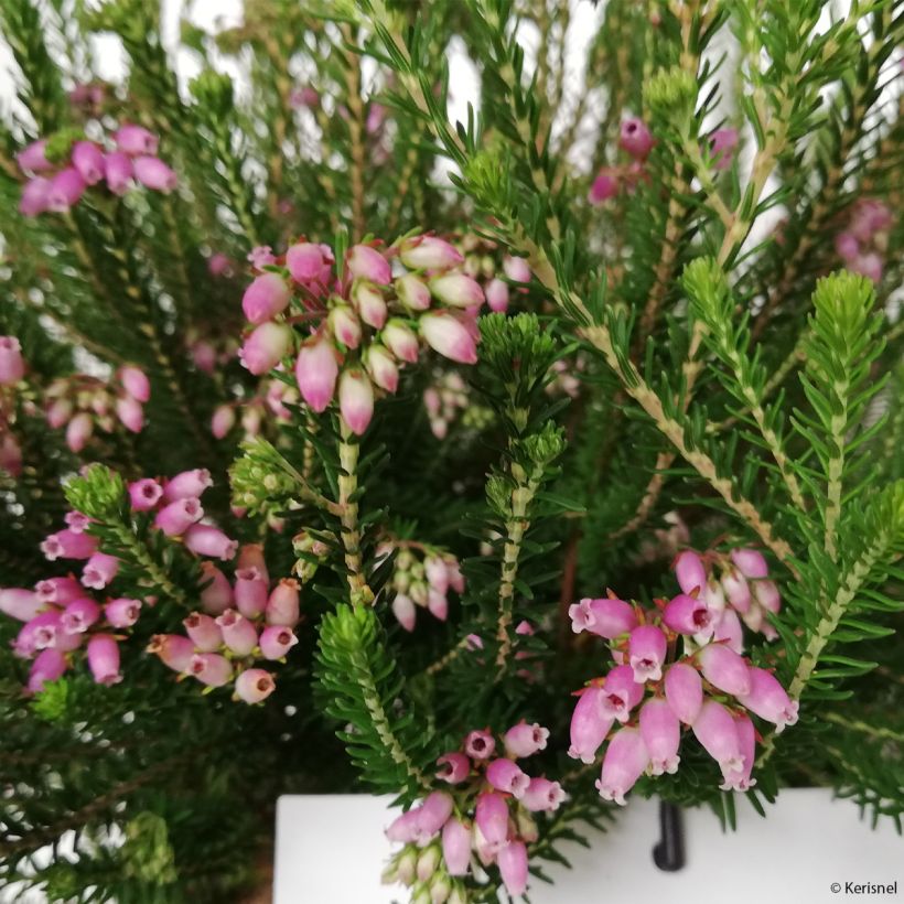 Erica terminalis (Fioritura)