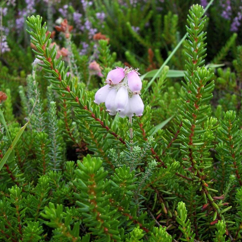 Erica tetralix (Foliage)