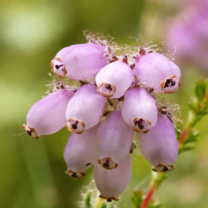 Erica tetralix (Flowering)