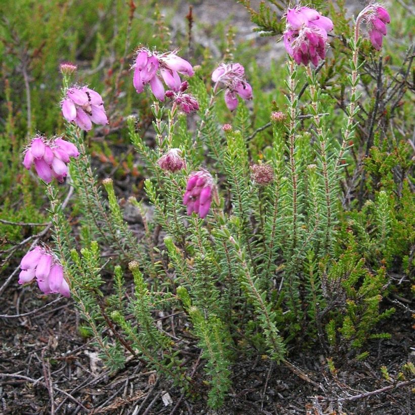 Erica tetralix (Plant habit)