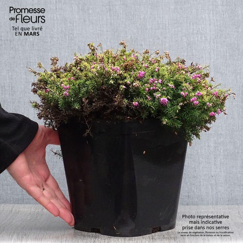 Erica darleyensis Eva Gold Vaso da 3L/4L esemplare consegnato in primavera