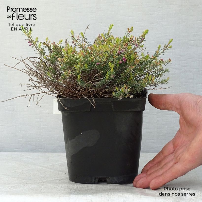 Example of Erica darleyensis Eva Gold Vaso da 1L/1,5L as you get in printemps