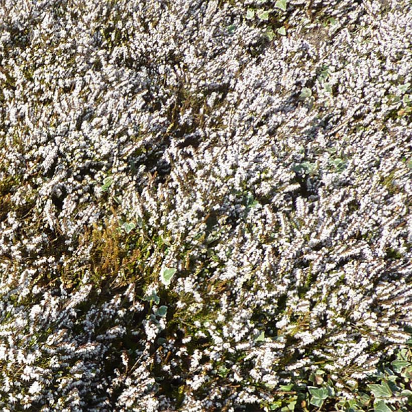 Erica darleyensis Silberschmelze (Flowering)