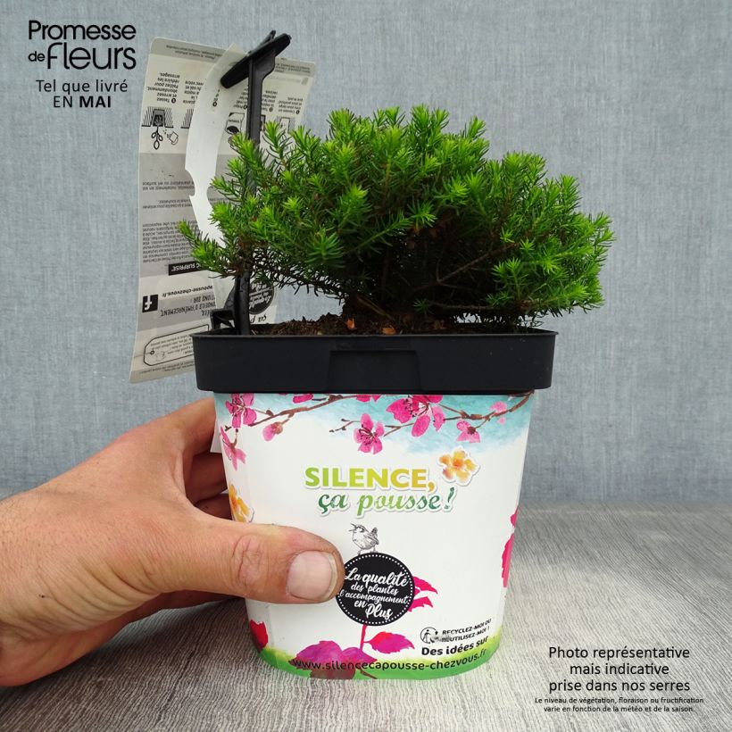Erica darleyensis Spring Surprise Vaso da 2L/3L esemplare consegnato in primavera
