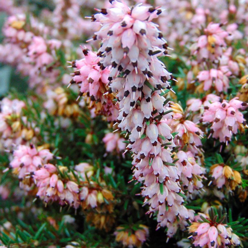 Erica darleyensis Winter Belles Phoebe (Flowering)