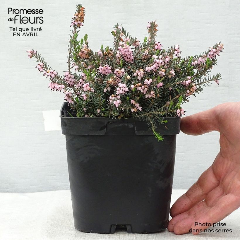 Example of Erica darleyensis Winter Belles Phoebe Vaso da 2L/3L as you get in printemps