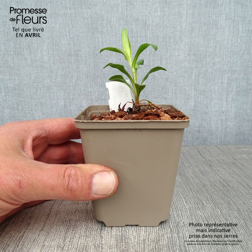 Example of Erigeron Foersters Liebling Vasetto da 8/9 cm as you get in printemps