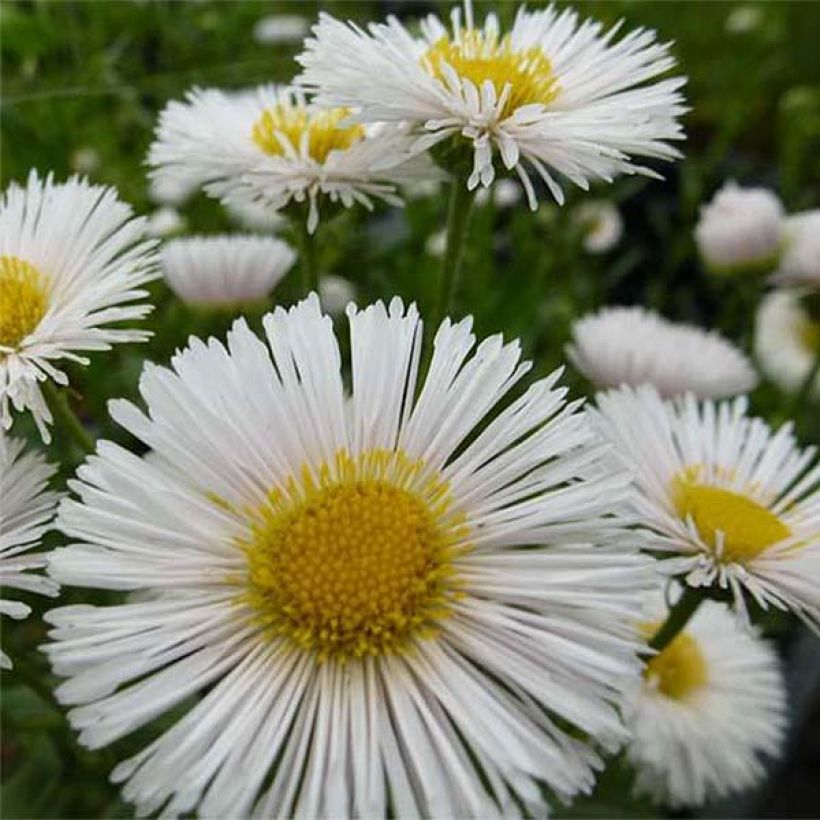 Erigeron Professor Korodi (Fioritura)