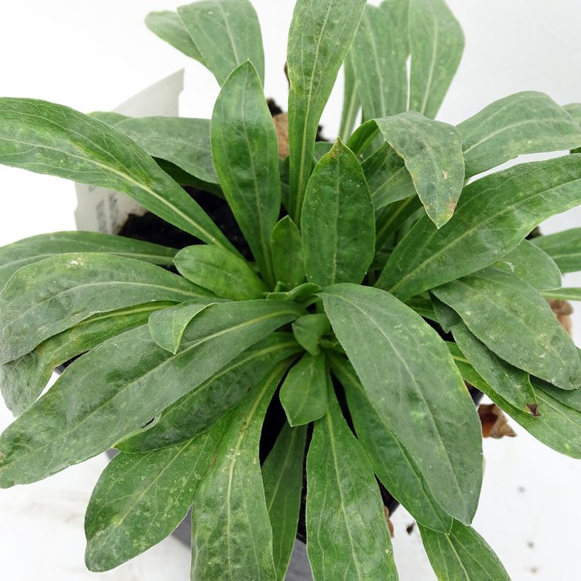 Erigeron Professor Korodi (Fogliame)