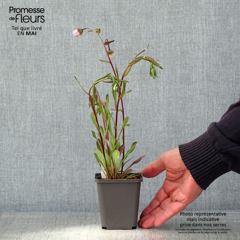 Erigeron Quakeress Vasetto da 8/9 cm esemplare consegnato in primavera