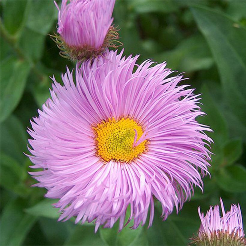 Erigeron Rosa Triumph (Fioritura)
