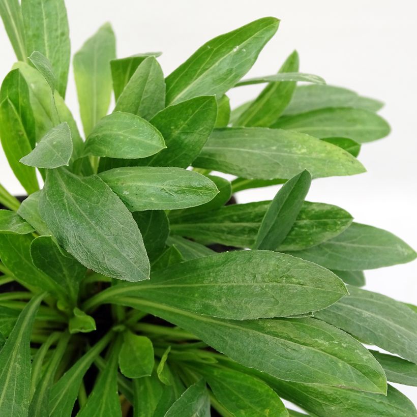 Erigeron Rosa Triumph (Fogliame)