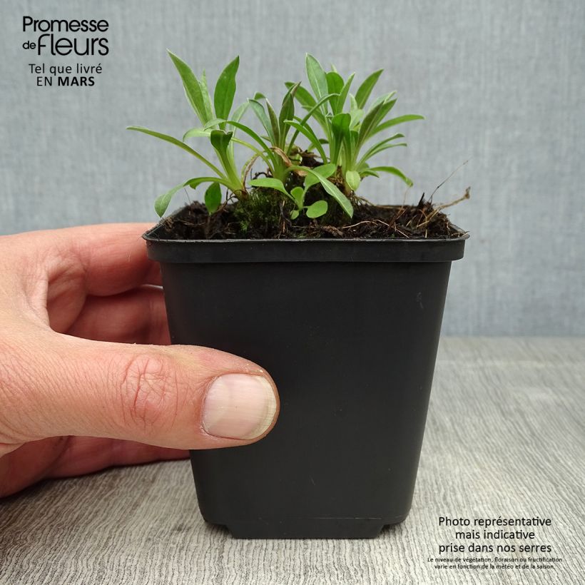 Erigeron Rosa Triumph Vasetto da 8/9 cm esemplare consegnato in primavera