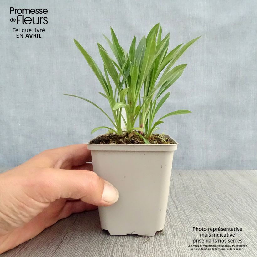 Example of Erigeron Schwarzes Meer Vasetto da 8/9 cm as you get in printemps