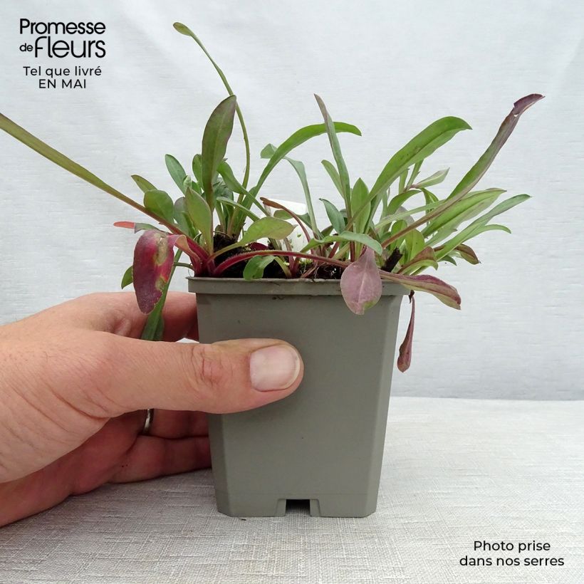 Example of Erigeron speciosus Sommerneuschnee Vasetto da 8/9 cm as you get in printemps