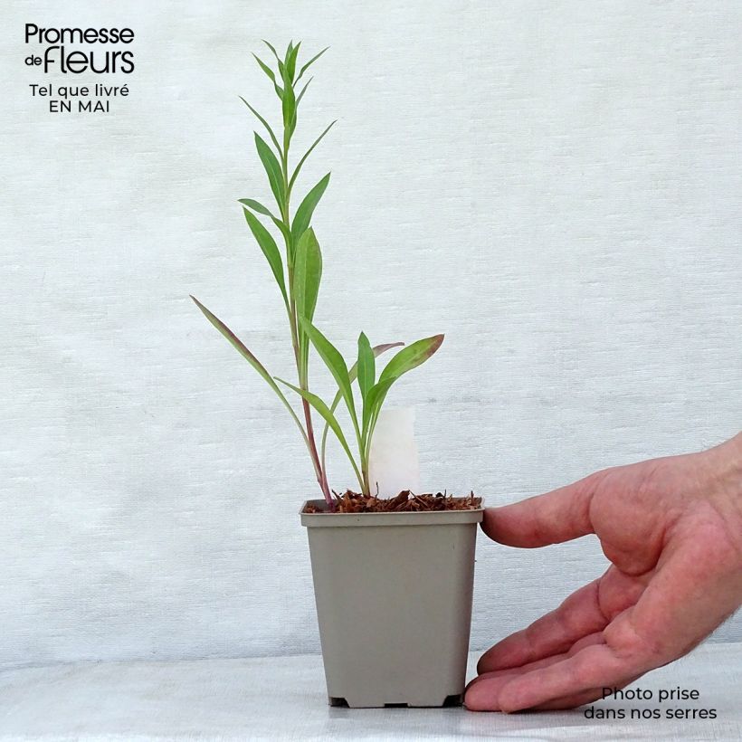 Example of Erigeron Strahlenmeer Vasetto da 8/9 cm as you get in printemps