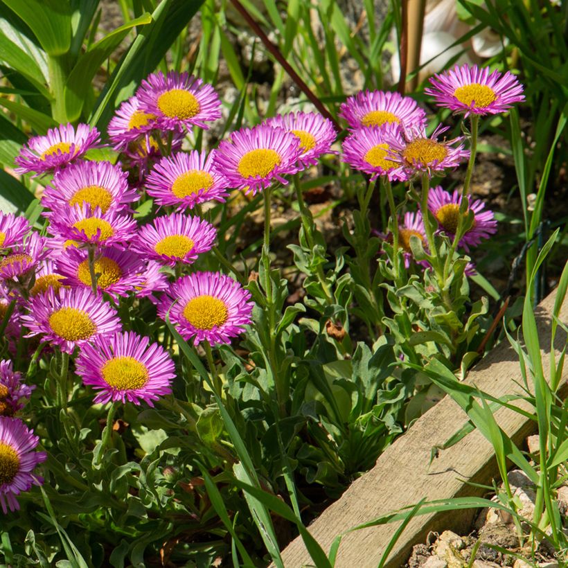 Erigeron glaucus Sea Breeze (Porto)