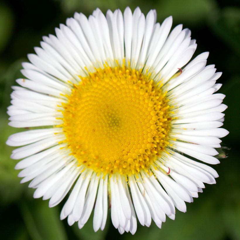 Erigeron glaucus (Fioritura)