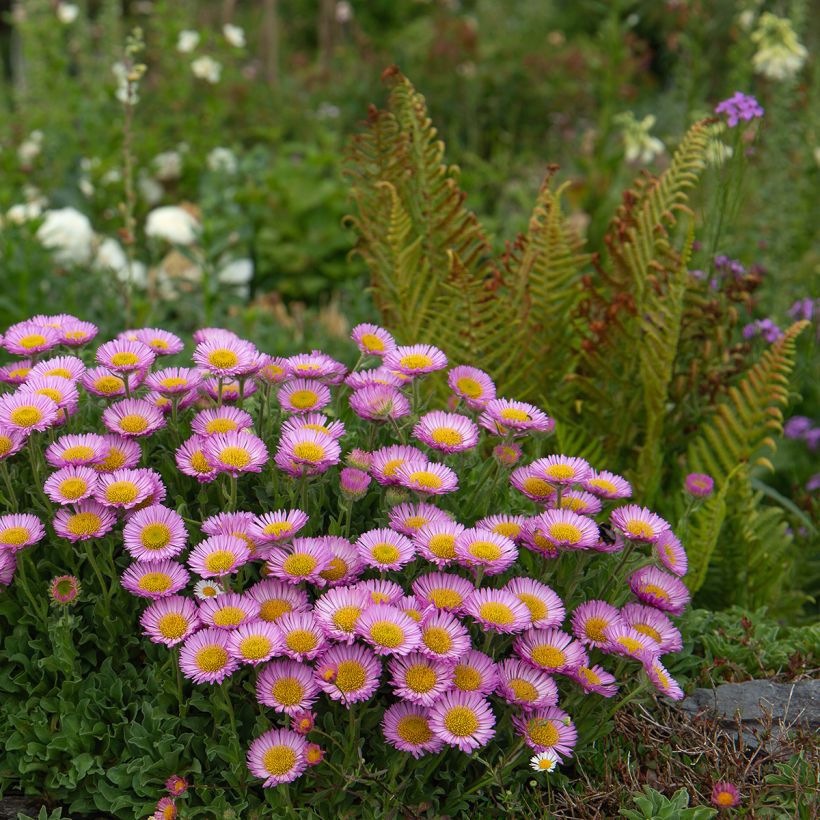 Erigeron glaucus (Porto)