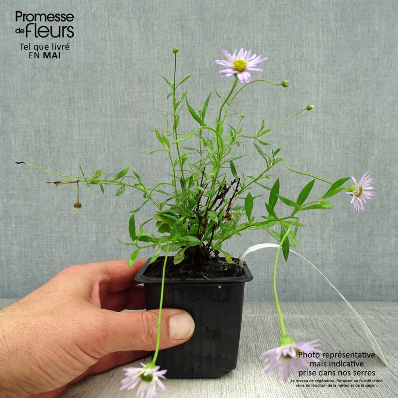 Example of Erigeron karvinskianus Lavender Lady - Cespica karvinskiana Vasetto da 8/9 cm as you get in printemps