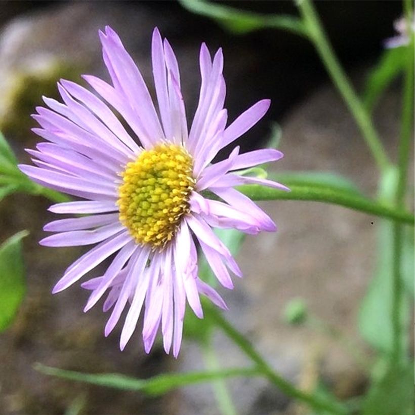 Erigeron karvinskianus Lavender Lady - Cespica karvinskiana (Flowering)