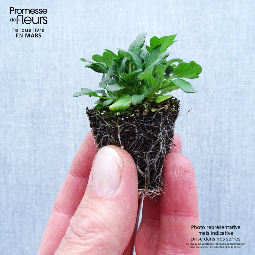 Erigeron karvinskianus - Cespica karvinskiana Jardimotte: zolla da 3,8 cm x 3,2 cm in vassoio da 16 pezzi. esemplare consegnato in primavera